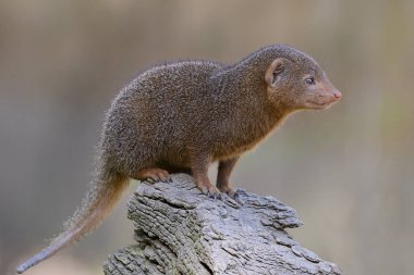 Closeup dwarf mongoose  clipart