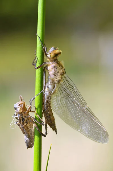 Dragonfly and its exuvia on stem — Stock Photo, Image