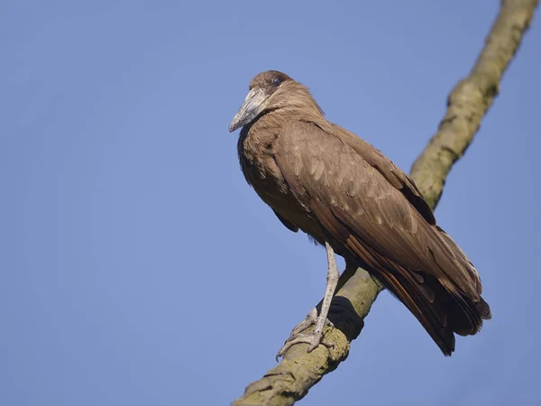 Hamerkop на филиале — стоковое фото