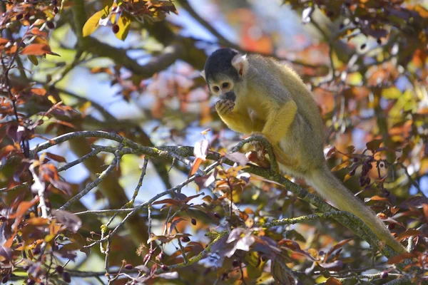 Schwarzkopf-Eichhörnchen-Affe auf Baum — Stockfoto