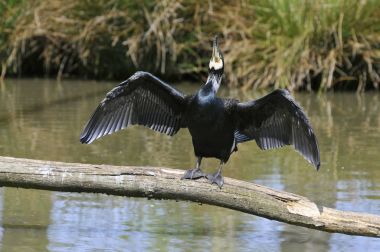 Ak göğüslü karabatak açılan kanatlı