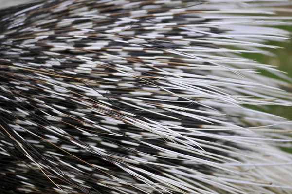 Closeup quills of Indian porcupine — Stock Photo, Image