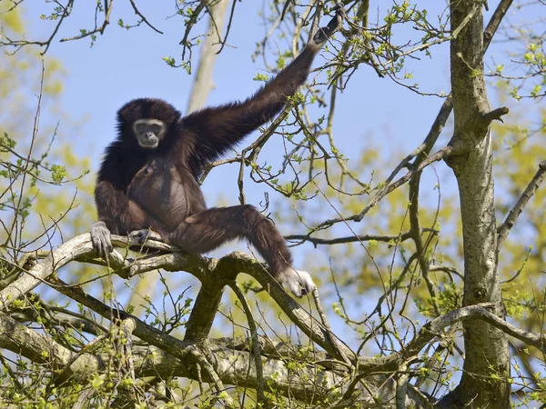 Gibbona gibbon v stromu — Stock fotografie
