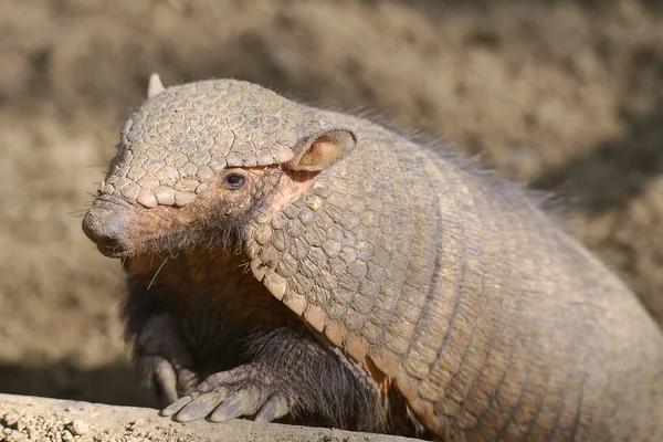 Big τριχωτό armadillo — Φωτογραφία Αρχείου