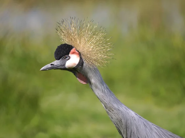 Closeup μαύρο στεφθεί Crane — Φωτογραφία Αρχείου