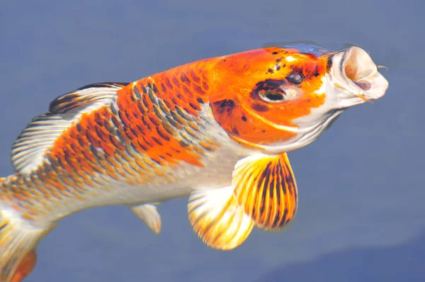 Drawing of Matsuba Hariwake koi — Stock Photo, Image