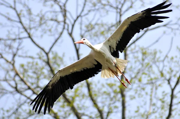 White stork in flight — Stock Photo, Image