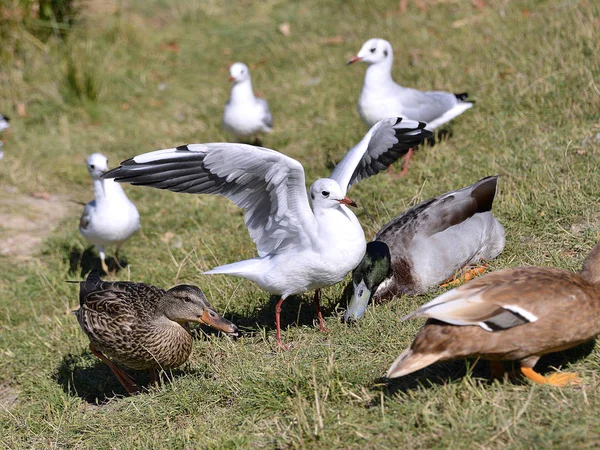Gulls and ducks on grass — Stock Photo, Image