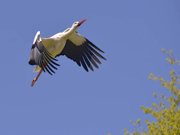 날아가는 흰 황새 — 스톡 사진
