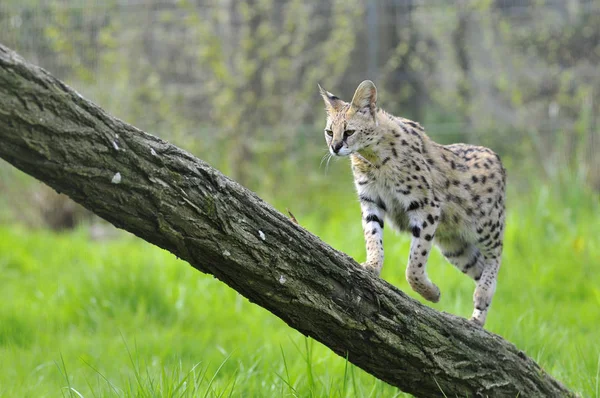 Serval on trunk tree — Stock Photo, Image