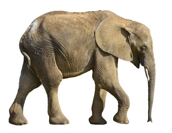 Изолированный африканский слон — стоковое фото