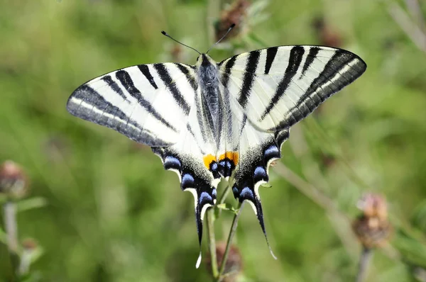 Scarce Swallowtail mariposa —  Fotos de Stock