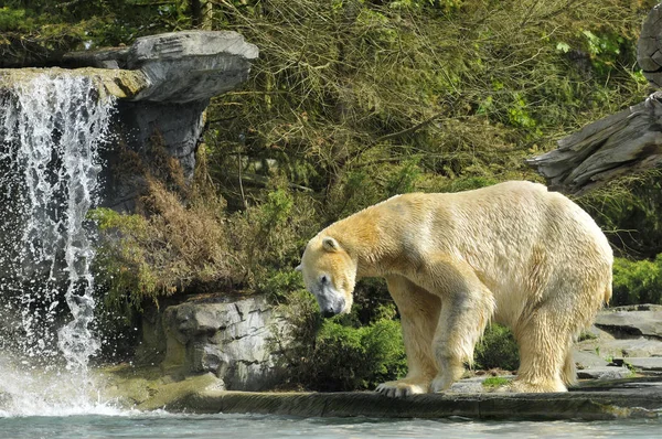 Polar bear near a waterfall — Stock Photo, Image