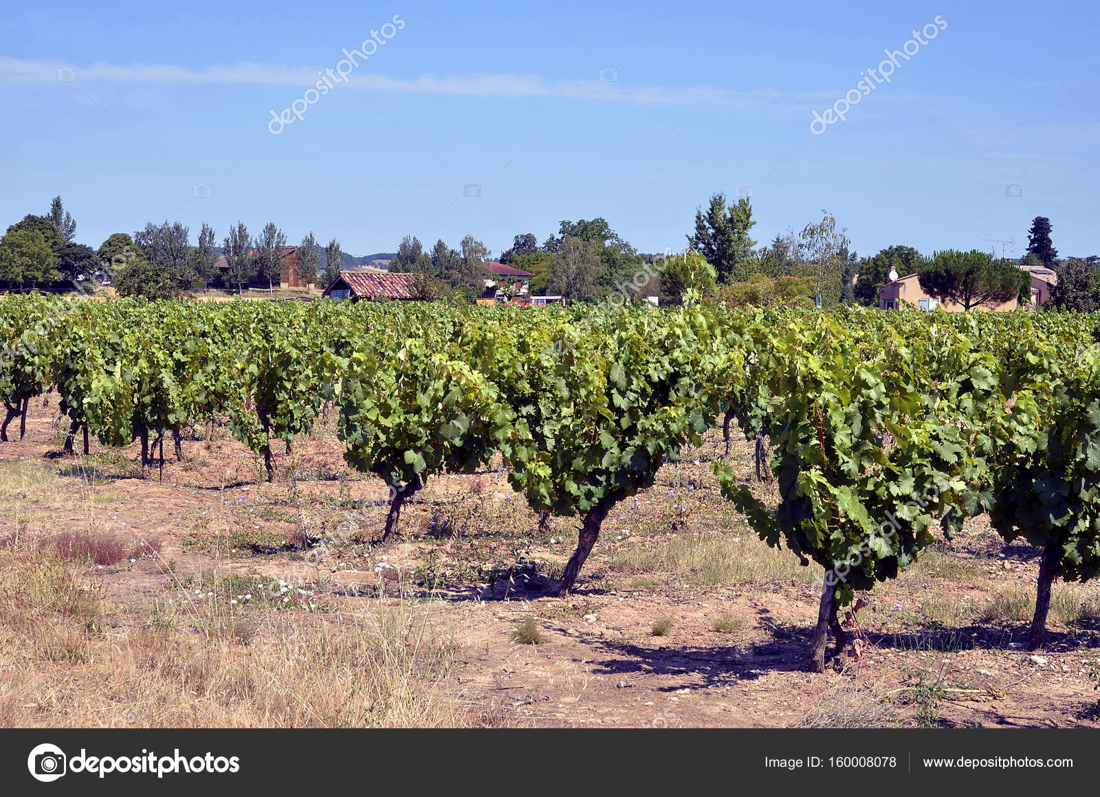 Vigne Dans La Region De Gaillac En France Image Libre De Droit Par Christian C