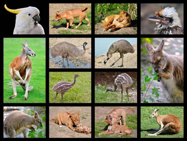 Фотографии австралийских животных — стоковое фото