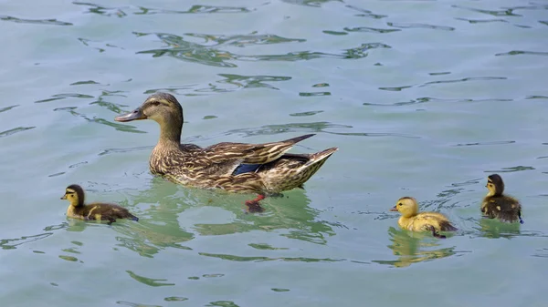 Duck swimming with ducklings — Stock Photo, Image