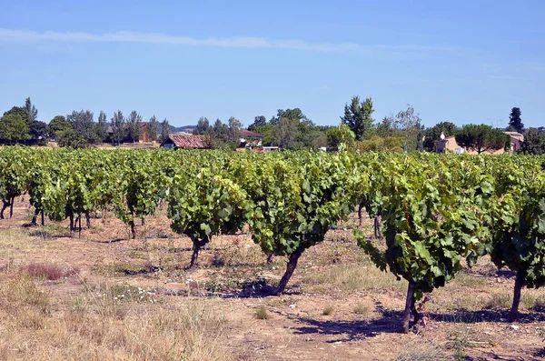 Vine in de Gaillac regio in Frankrijk — Stockfoto