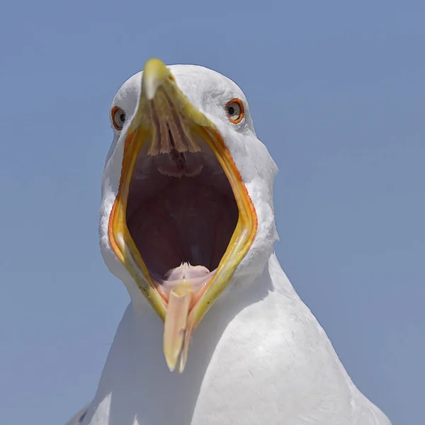 Gull Berkaki Kuning Menutup — Stok Foto