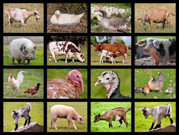 Animales de granja mosaico — Foto de Stock