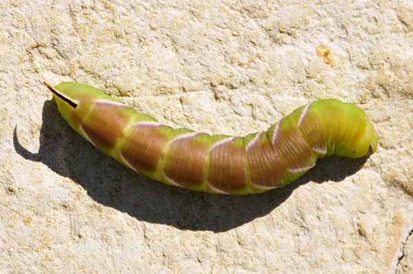 Caterpillar of Privet Falena Falena farfalla — Foto Stock