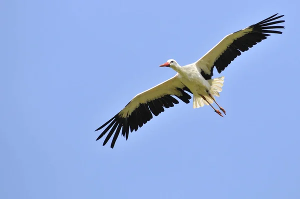 White stork in flight — Stock Photo, Image