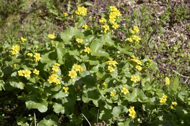 caltha palustris çiçekler