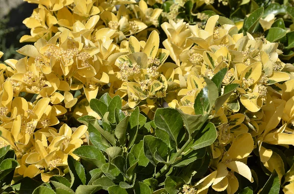 Kış sarmaşık bicolor