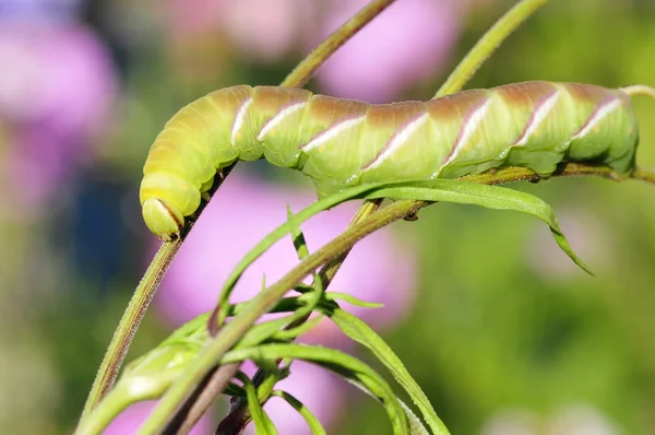 Caterpillar of Privet Hawk Moth butch — стоковое фото