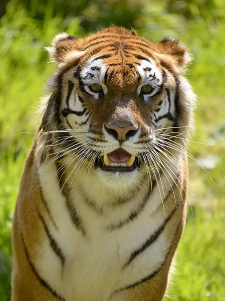 Portré tigris látott első — Stock Fotó