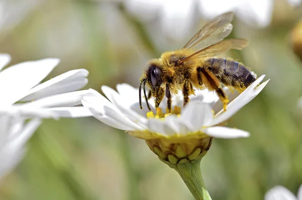 Pszczoła miodna karmienia na kwiat anthemis — Zdjęcie stockowe