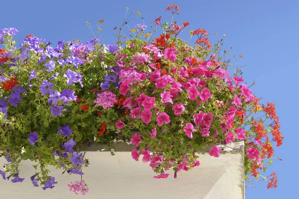 Flowering petunias on blue sky background — Stock Photo, Image