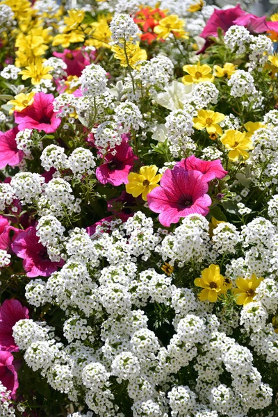 Flowering achillea and petunia — Stock Photo, Image