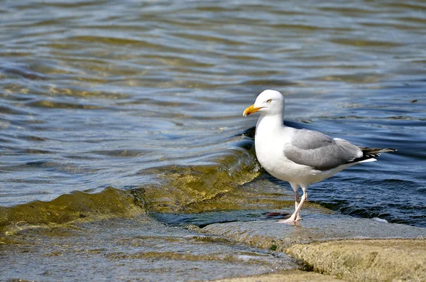 Herring gull near of water — Stock Photo, Image