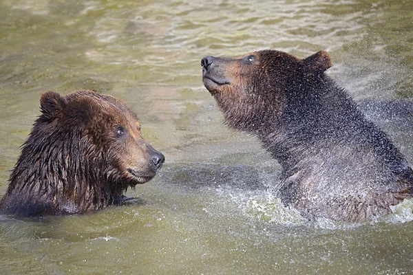 Grizzlies in the water — Stock Photo, Image