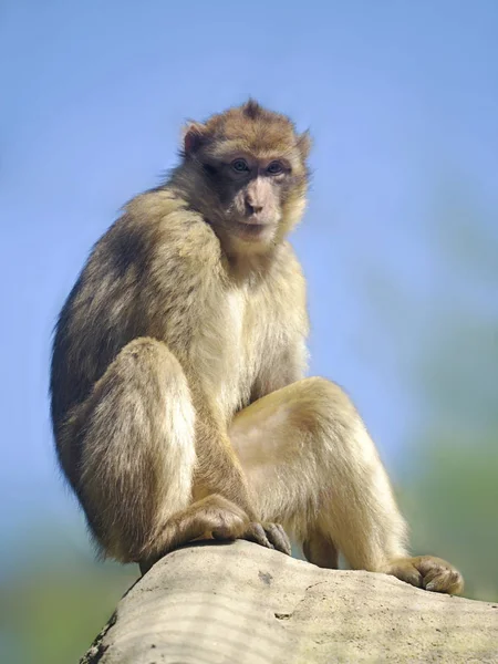 Macaco bárbaro sentado — Fotografia de Stock