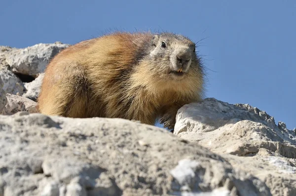 Marmota alpina sobre roca — Foto de Stock