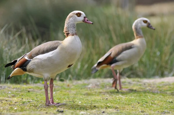 Egyptian Geese on grass — Stock Photo, Image