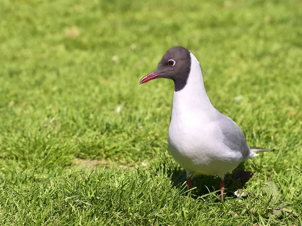 Black-headed Gull, a fű — Stock Fotó