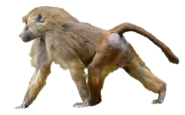 Isolated baboon walking — Stock Photo, Image