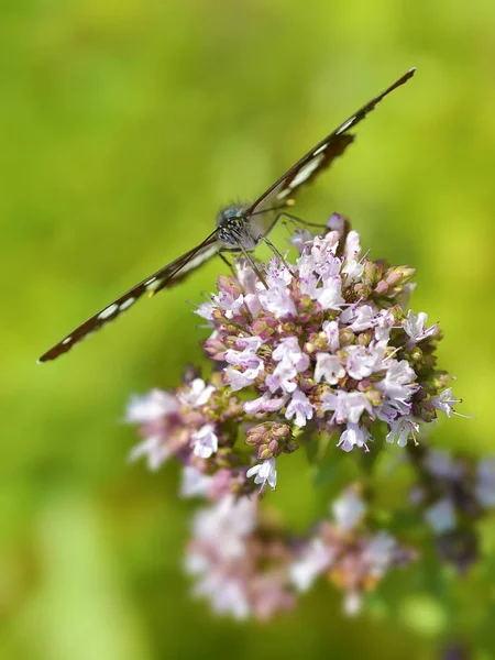 Amiral Blanc Sud Limenitis Reducta Nourrissant Fleurs Vues Face — Photo