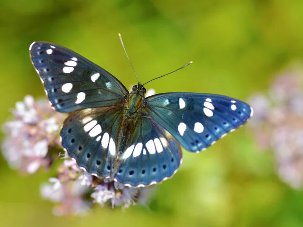 南白提督蝶 Limenitis Reducta 上に表示 — ストック写真