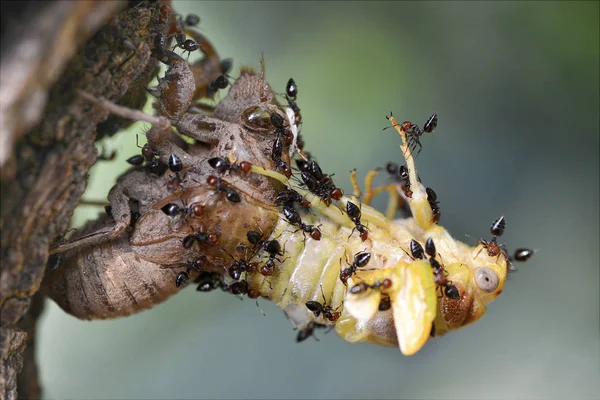 Lyristes Plebeja 的轮廓宏 Exuvia 蚂蚁攻击 — 图库照片