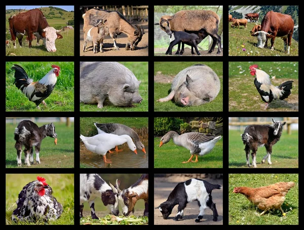 farm animal age farm animal age