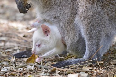 Kızıl enseli closeup albino joey kanguru veya Bennett (Macropus rufogriseus) kanguru cebinde