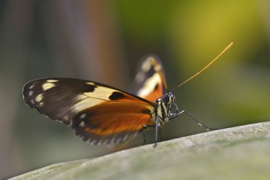 Makro Nymphalidae kelebek yaprak üzerinde 