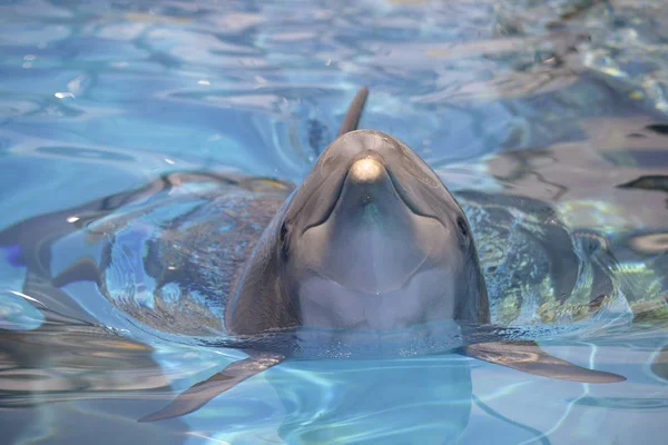 Hoofd Van Voorzijde Van Tuimelaar Tursiops Truncatus Het Blauwe Water — Stockfoto