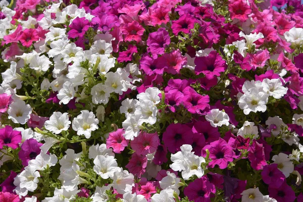 Background Blooming Red White Petunia Surfinia Flowers — Stock Photo, Image