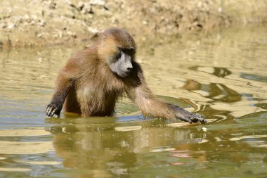 Guinea baboon (Papio papio) walking in the water clipart