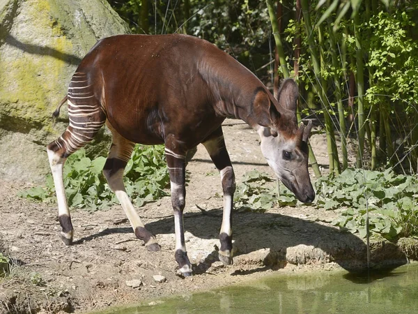 Okapi Okapia Johnstoni Pobliżu Stawu Wśród Roślinności — Zdjęcie stockowe