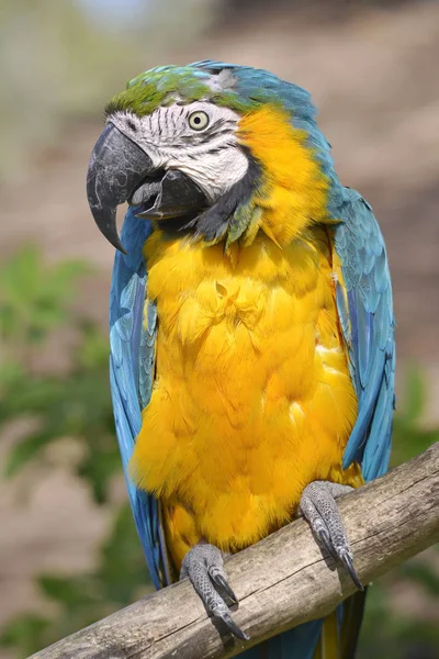 Portre Gelbbrustara Amerika Papağanı Veya Mavi Altın Amerika Papağanı Ara — Stok fotoğraf